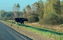 Дикие животные на автодорогах