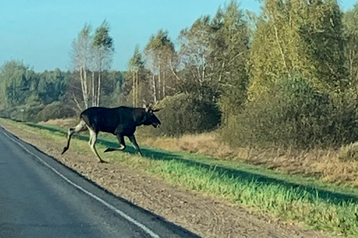 Дикие животные на автодорогах