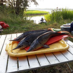 Самые крупные штрафы за рыбалку