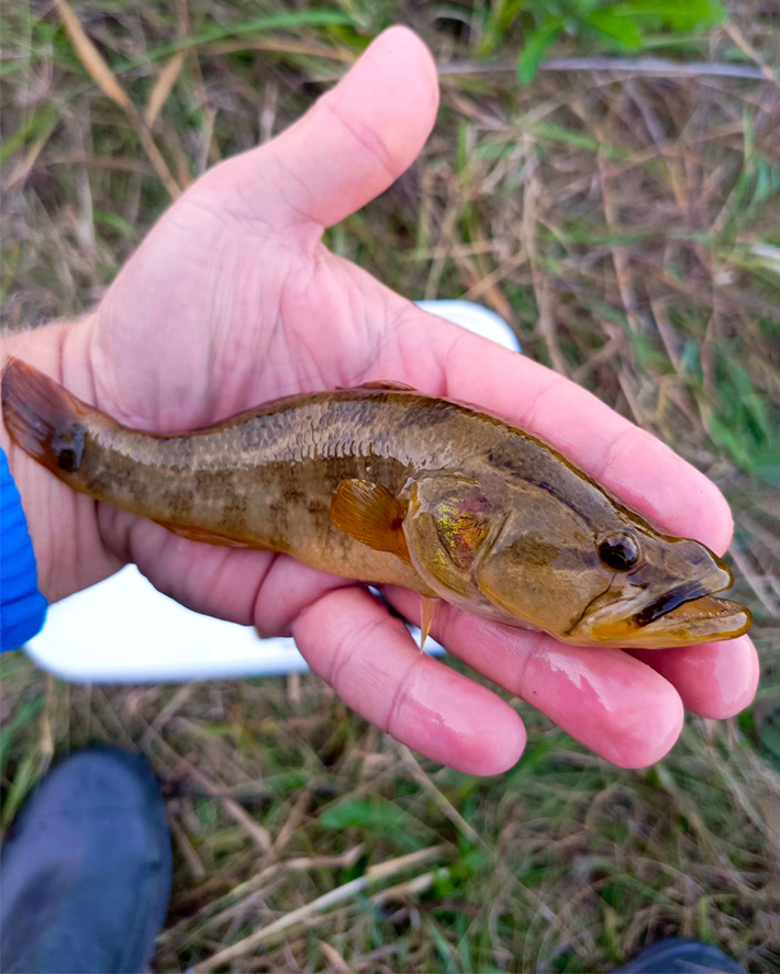 Ротана головешка (perccottus Glenii)